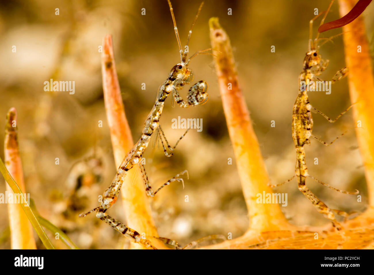Skeleton shrimp, Caprellide sp. Dumaguete, Philippines, Asia. Stock Photo