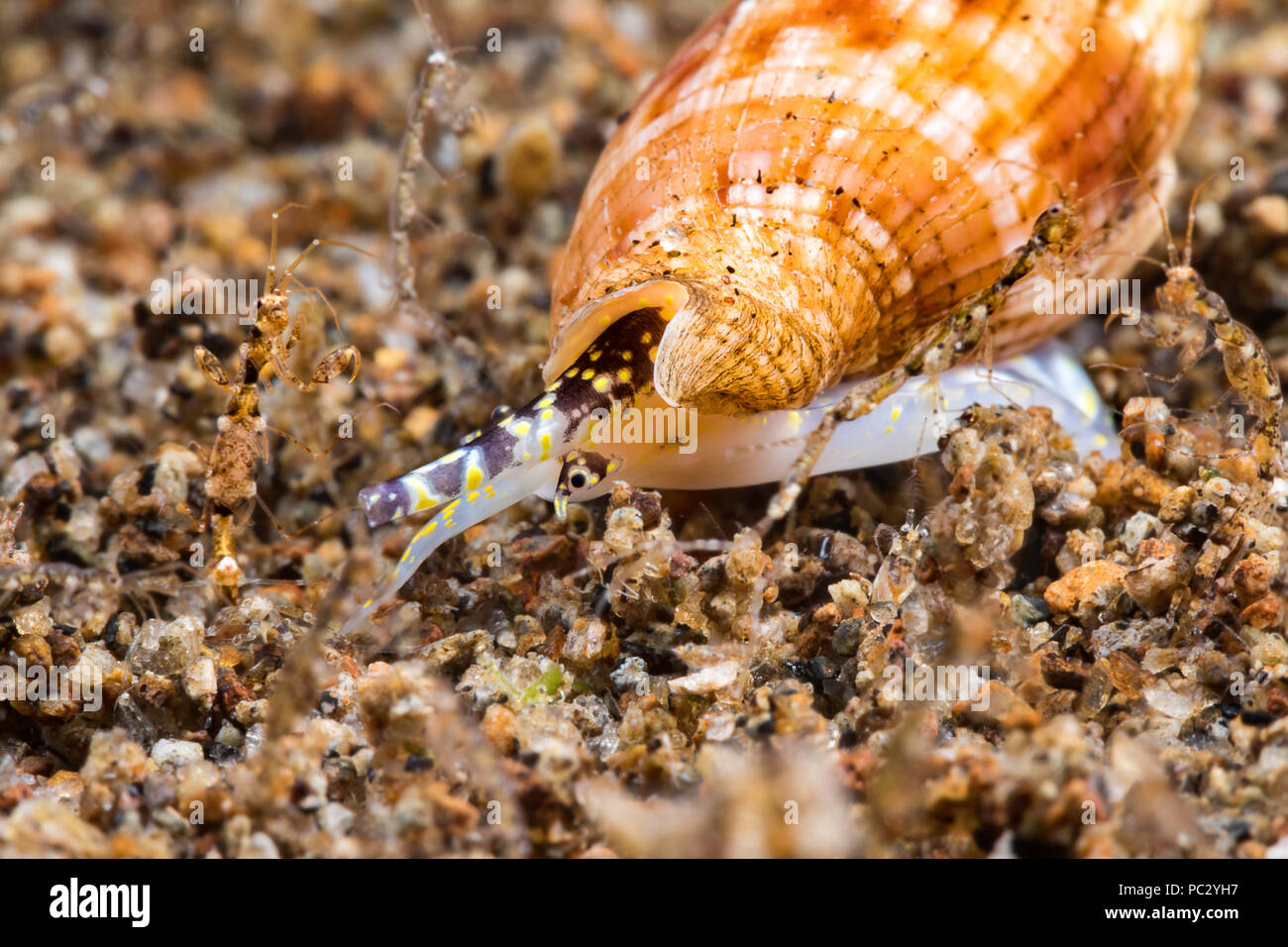 This is an extreme close-up of an triton shell, Colubraria sp., eye to eye with skeleton shrimp, Caprellide sp.  The size of the grains of sand give y Stock Photo