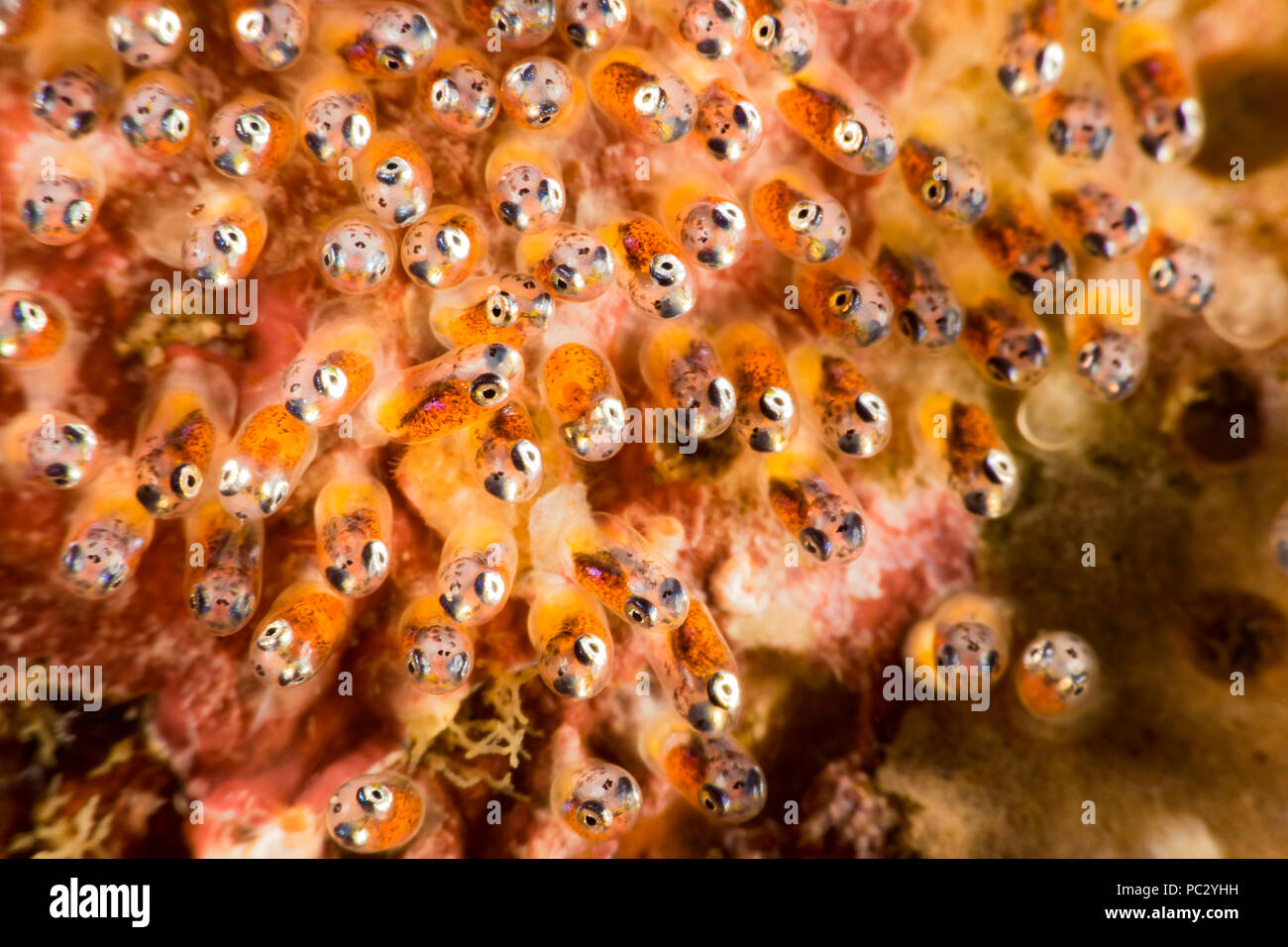 A close look at the eggs of a common anemonefish, Amphiprion perideraion, that is most often found associated with the anemone, Heteractis magnifica.  Stock Photo
