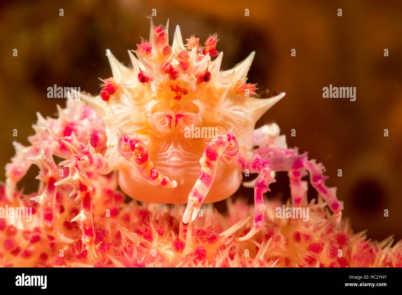 This soft coral crab or candy crab, Hoplophrys oatesii, is wearing a decoration of soft coral polyps on top of head as camouflage, Dumaguete, Philippi Stock Photo