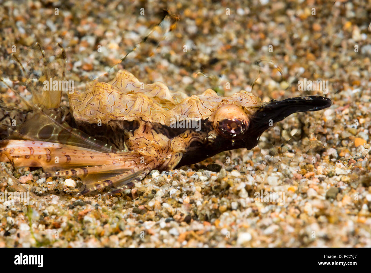 This is a close-up of a short dragonfish or Pegasus sea moth, Eurypegasus draconis. It is just a few inches long. The blurry lines in the water backgr Stock Photo