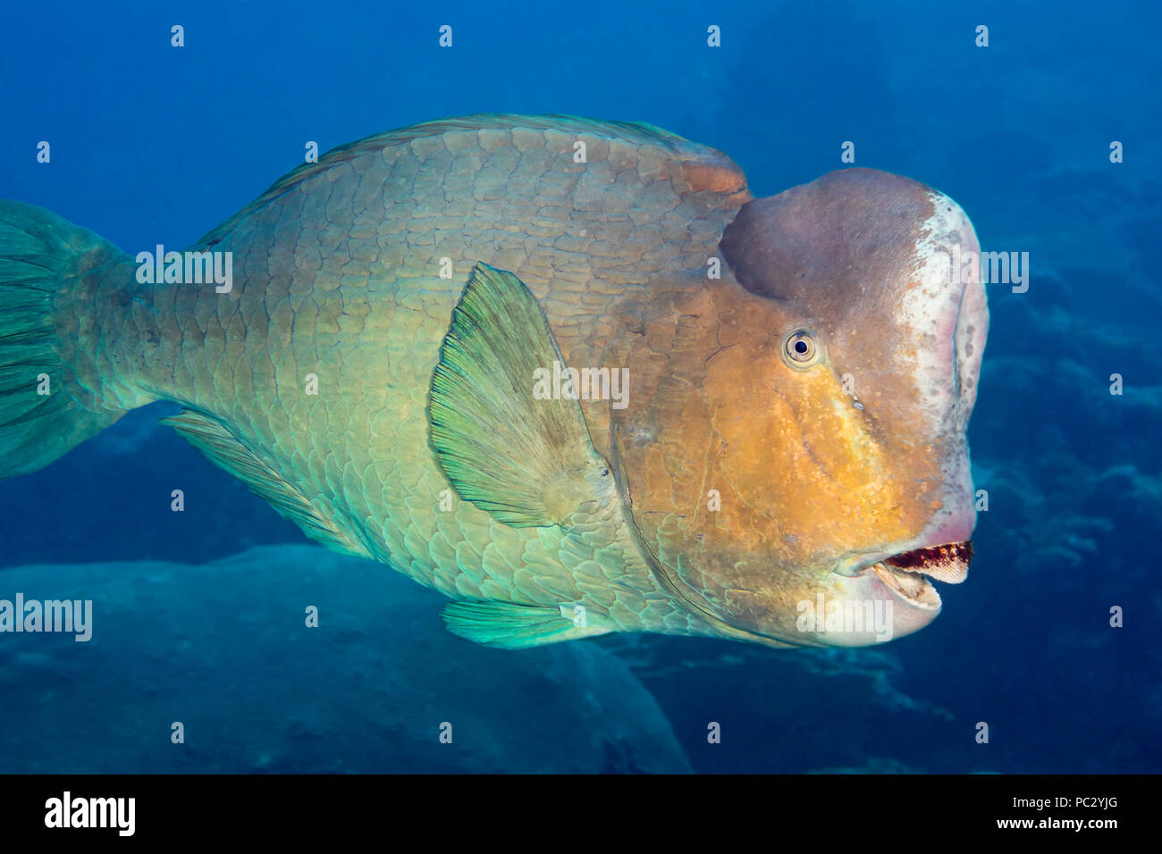 Bumphead parrotfish, Bolbometopon muricatum, are the largest species in this family and can reach 5 feet in length and over 160 pounds, Yap, Micronesi Stock Photo