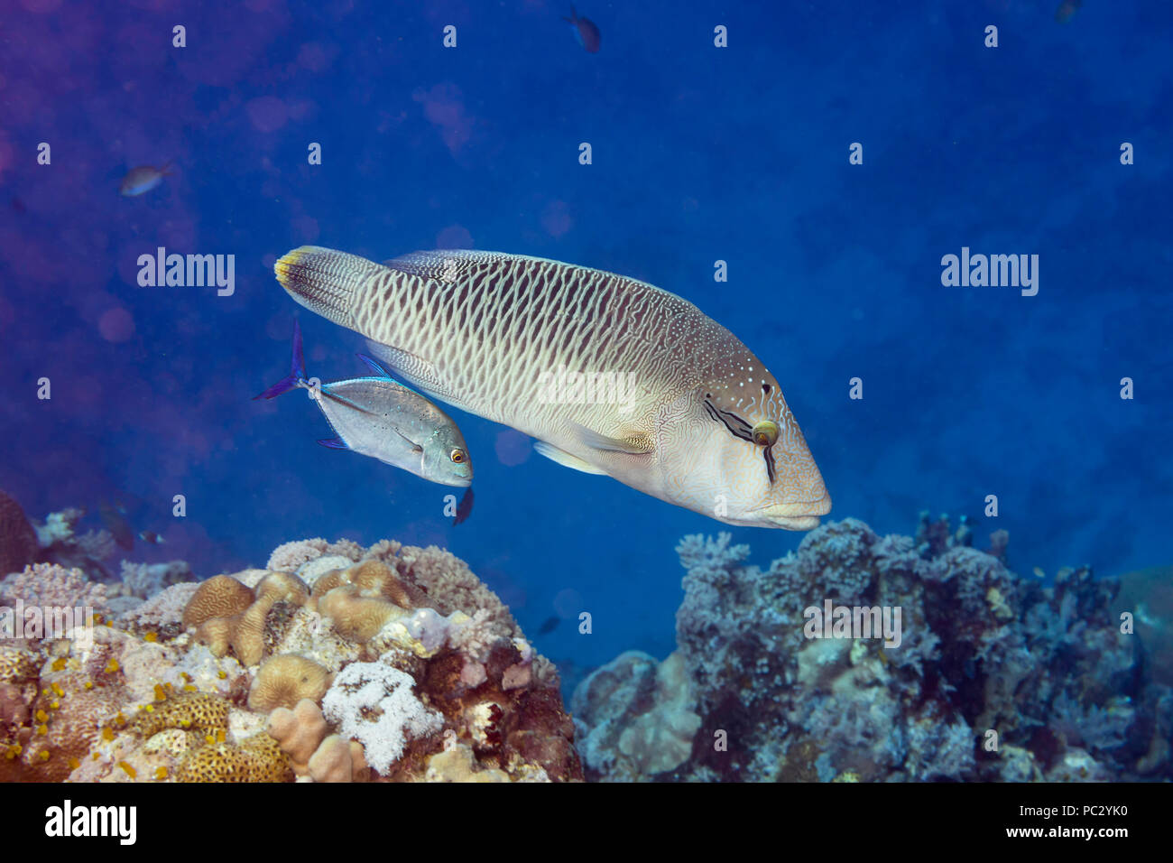 This bluefin trevally or jack, Caranx melampygus, and juvenile humphead or Napoleon wrasse, Cheilinus undulatus, are hunting together cooperatively. T Stock Photo