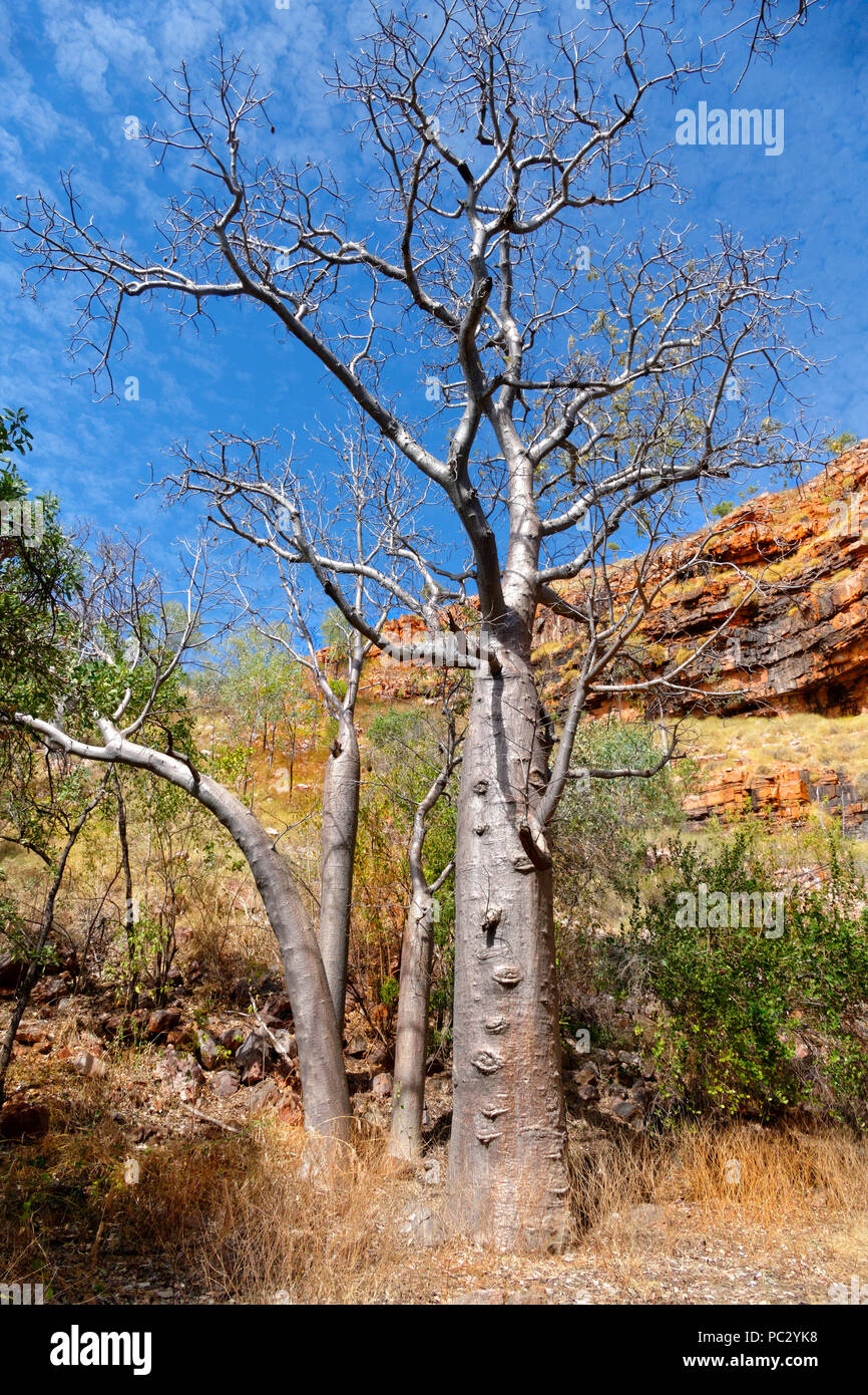Boab tree ( Adansonia digitata ) in a Gorge, Wyndham, Kimberley, Northwest Australia Stock Photo