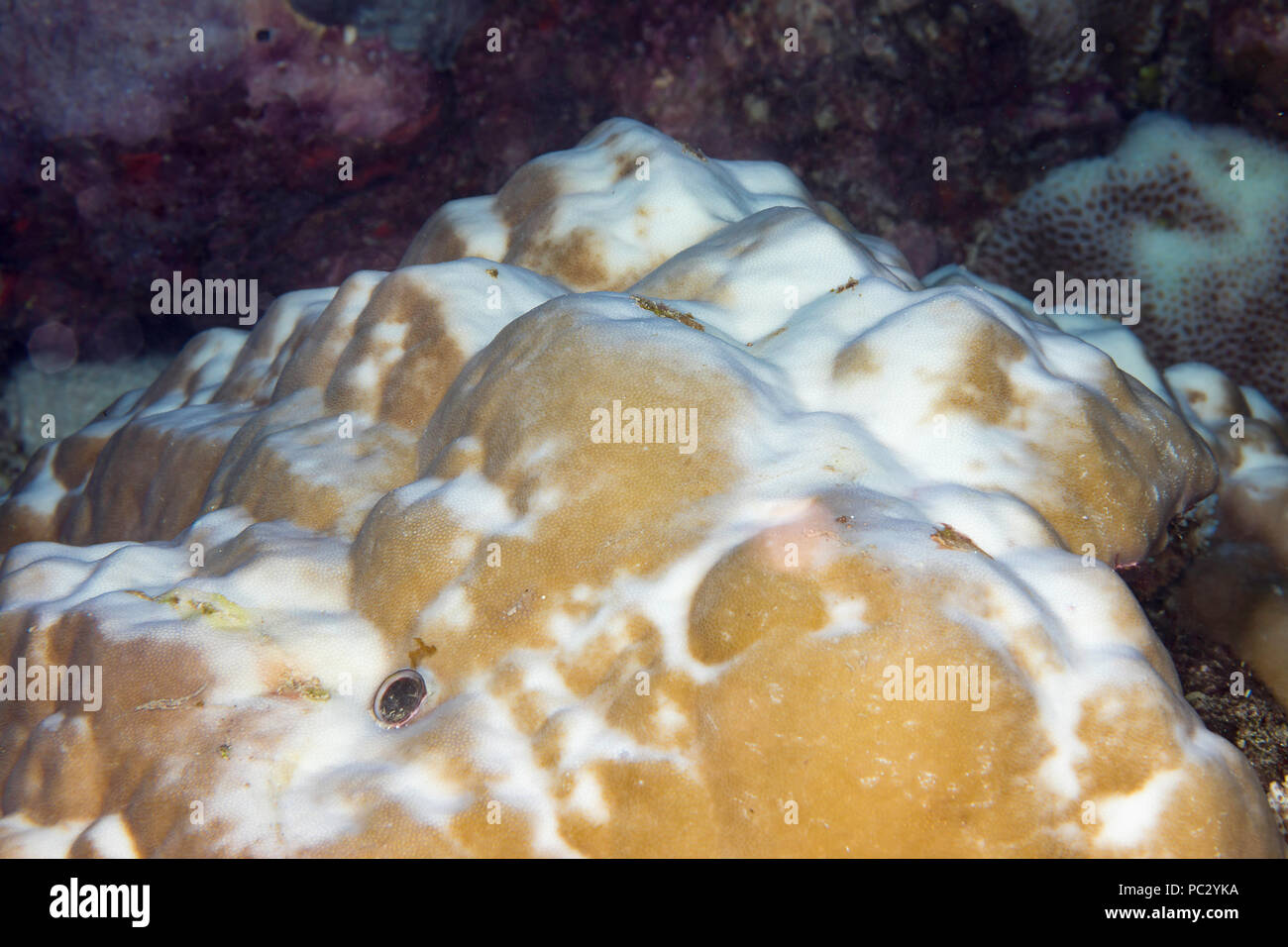 Zooxanthellae hires stock photography and images Alamy