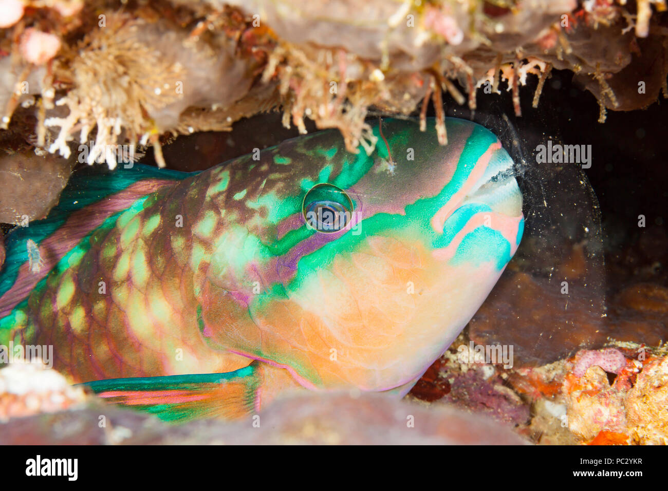 A close look at night of chameleon parrotfish, Scarus chameleon, sleeping in a mucus bubble that is secreted from large glands in the gill cavity and  Stock Photo