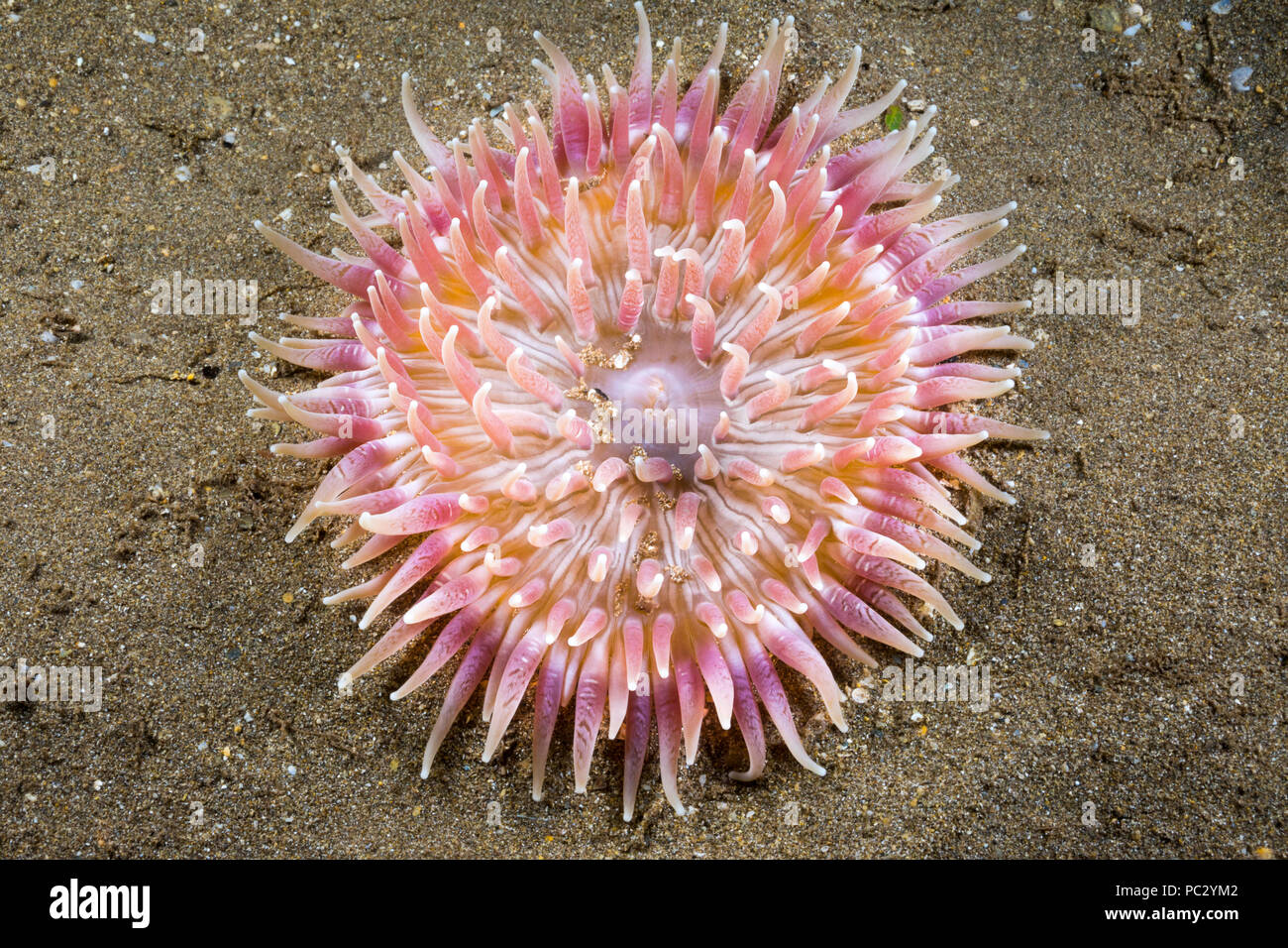 The sand anemone, Heteractis malu, is the largest in Hawaii. When disturbed it will disappear completely into the bottom. Photographed at night. Stock Photo