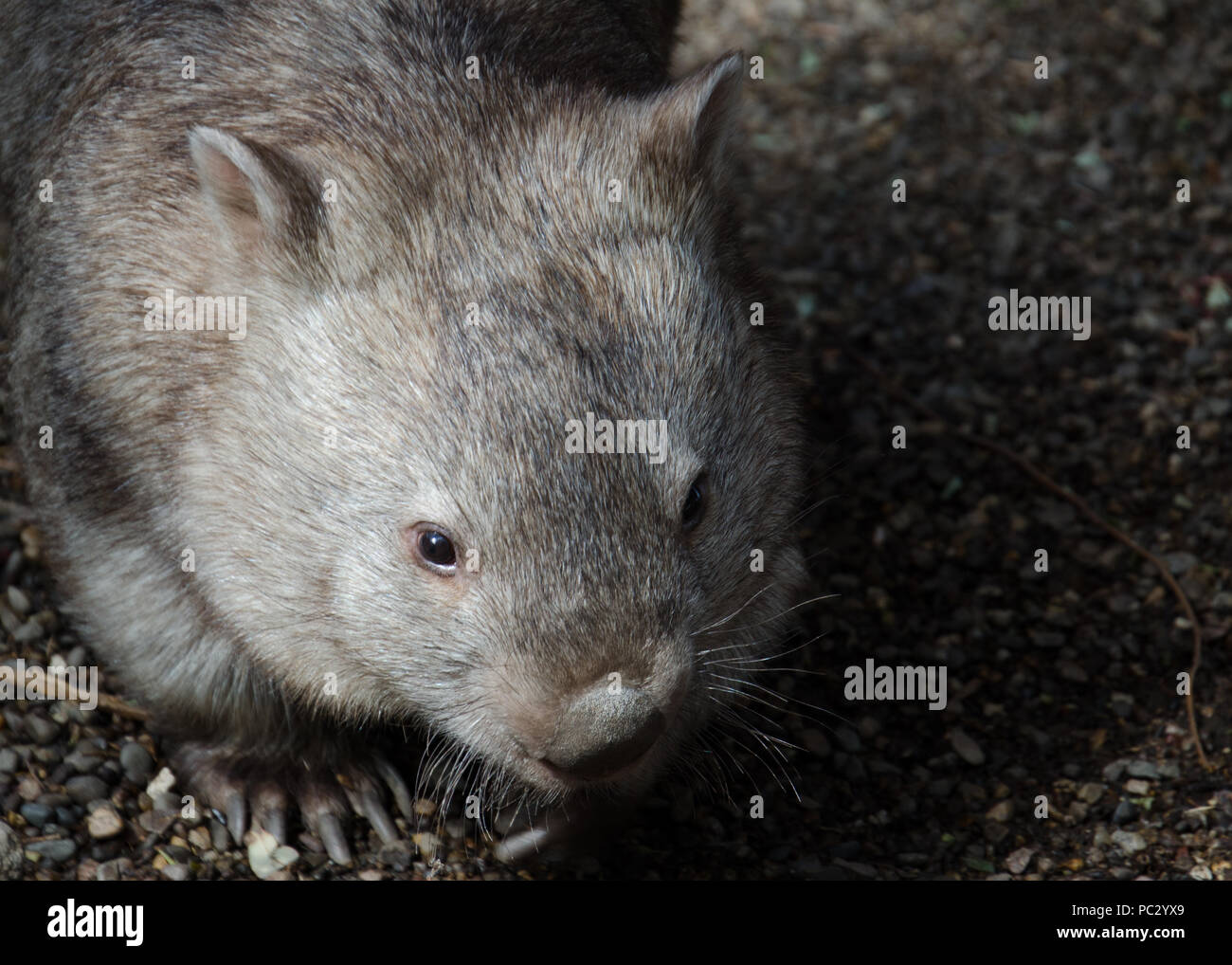 Looking down on young wombat walking towards camera. Wombat - native Australian marsupial in wild, closeup. Stock Photo
