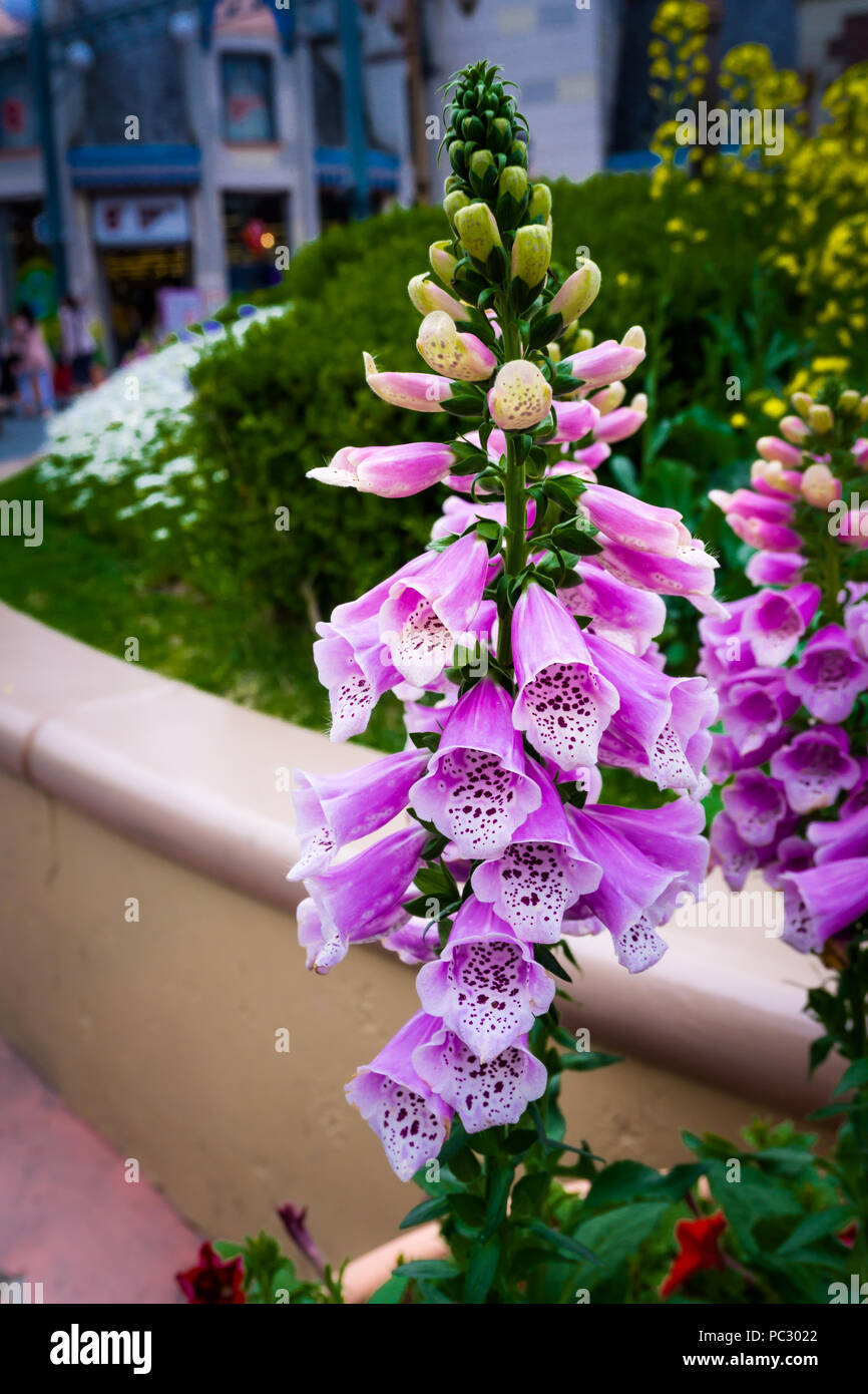 Tall and stately foxglove plants (Digitalis purpurea) have long been included in garden areas where vertical interest and lovely flowers are desired. Stock Photo