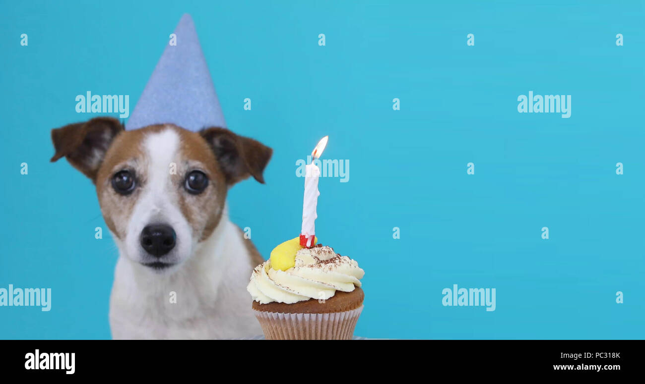 Cute dog with party hat and birthday cake Stock Photo