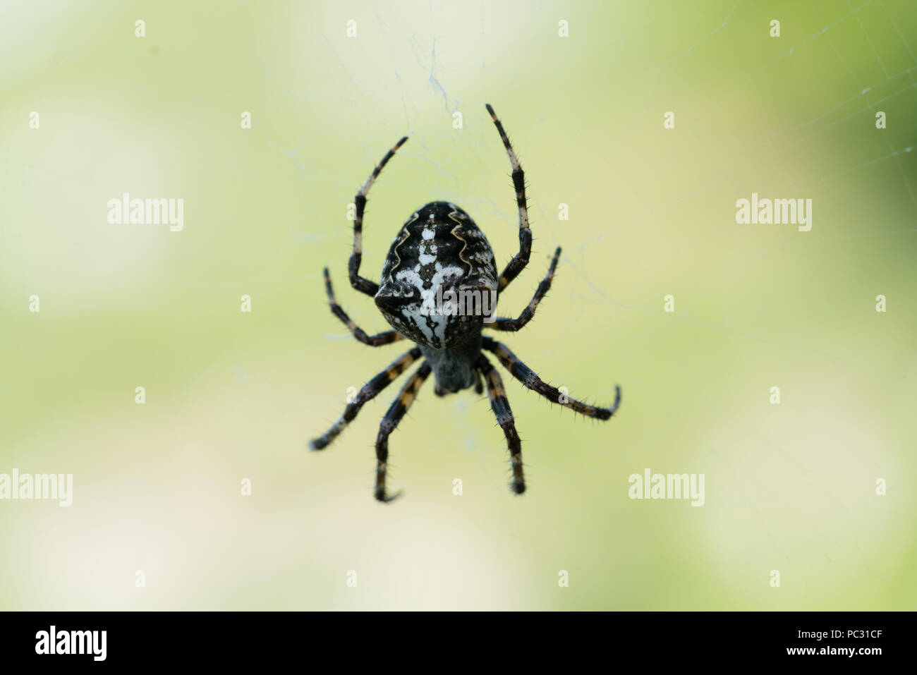Cross Spider Araneus diadematus female in the center of the web Stock Photo