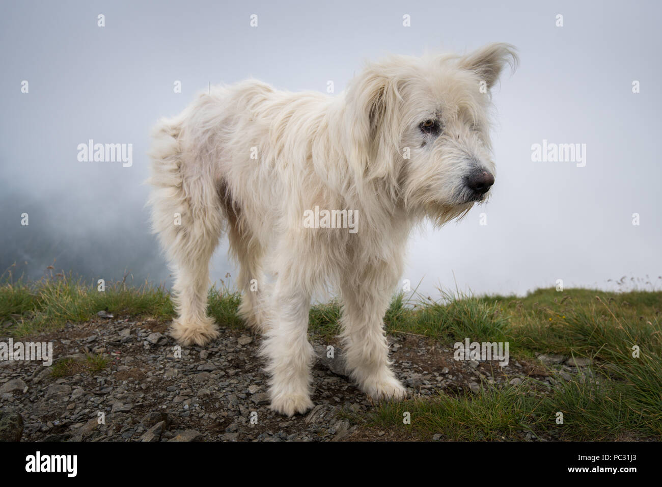 large white mountain dog