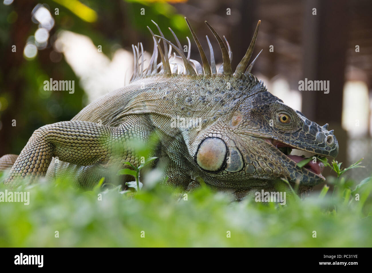 Iguana eating hires stock photography and images Alamy