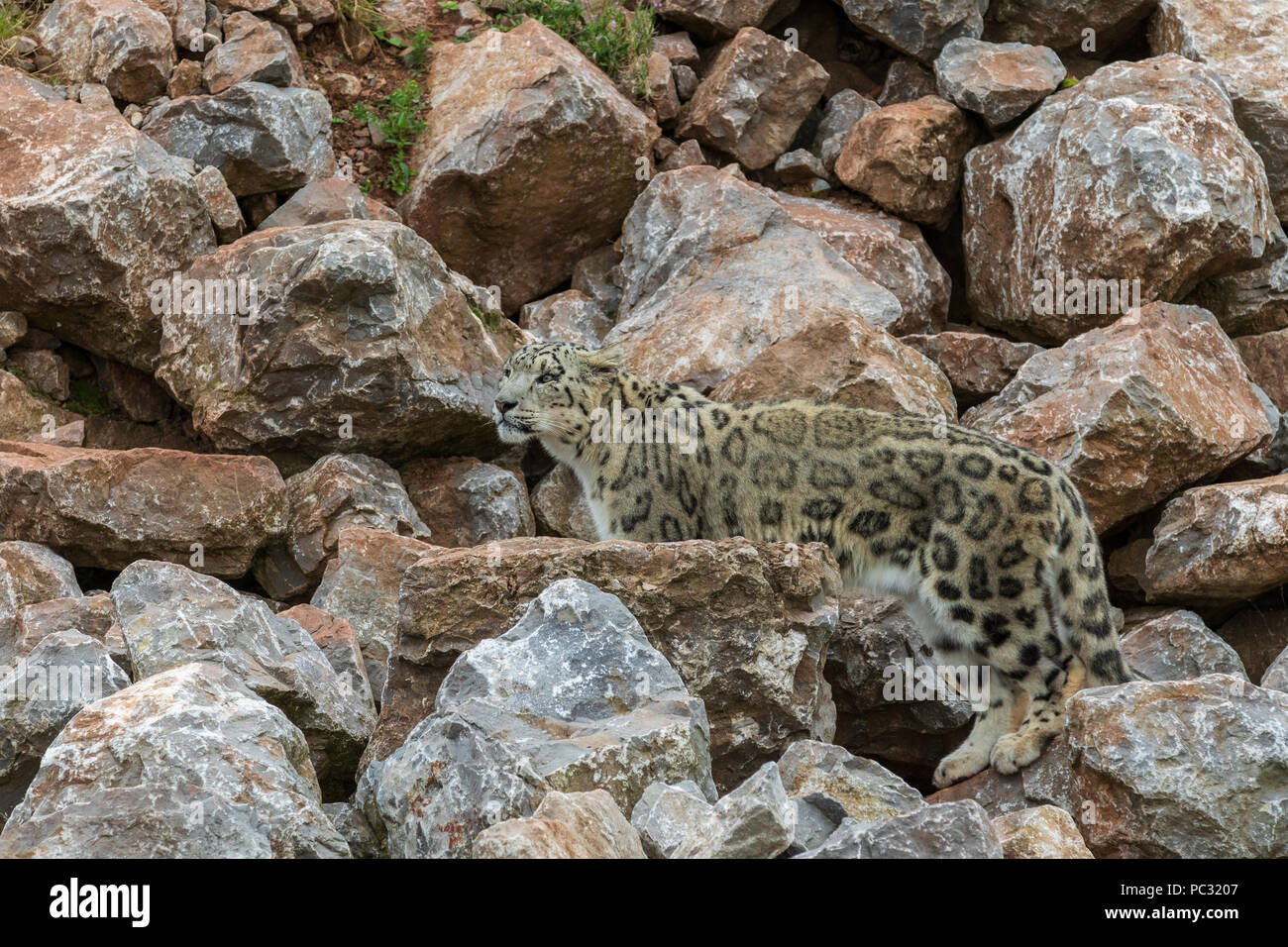 snow leopard (Panthera uncia) with large rocks Stock Photo