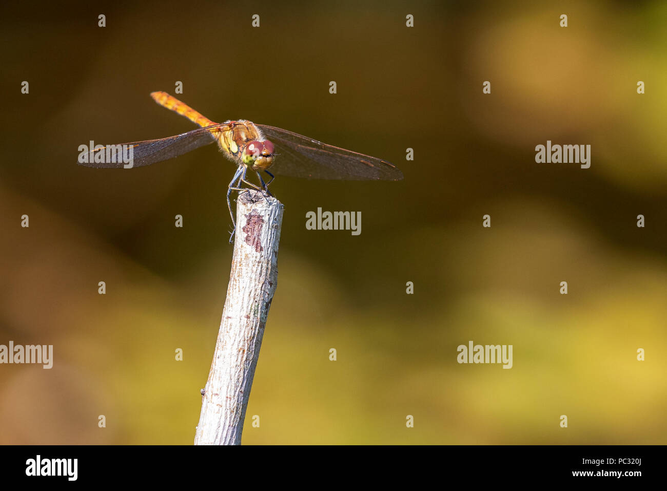 Dragenfly perched on a stick close-up macro. Stock Photo
