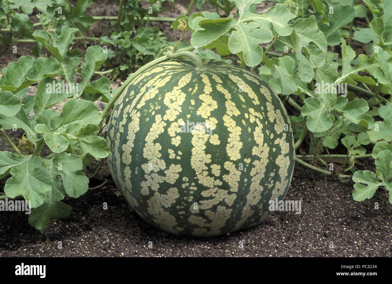 JAM MELON, RED SEEDED CITRON (RELATIVE OF THE WATERMELON Stock Photo