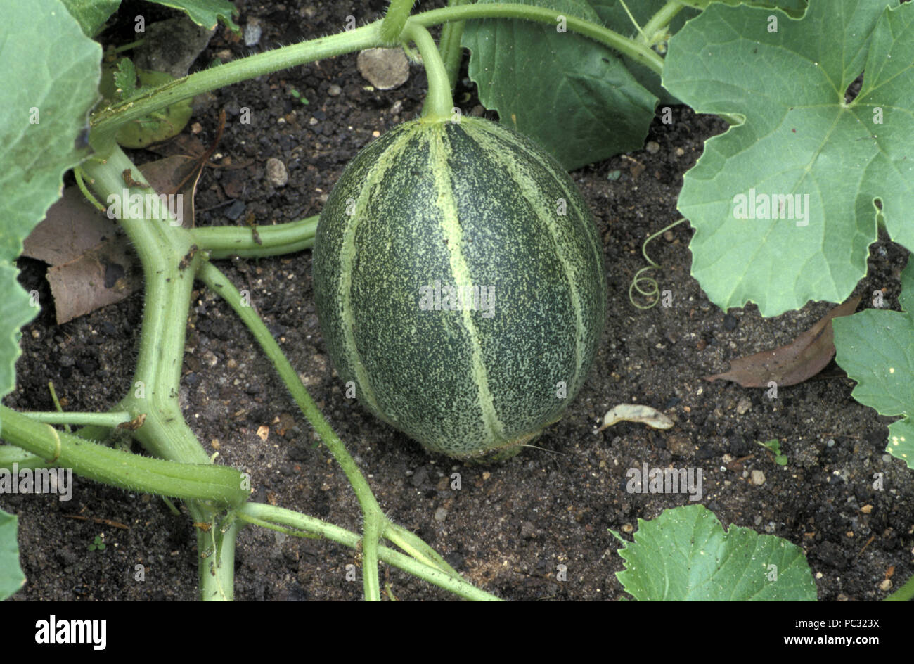 Ogen melon hires stock photography and images Alamy