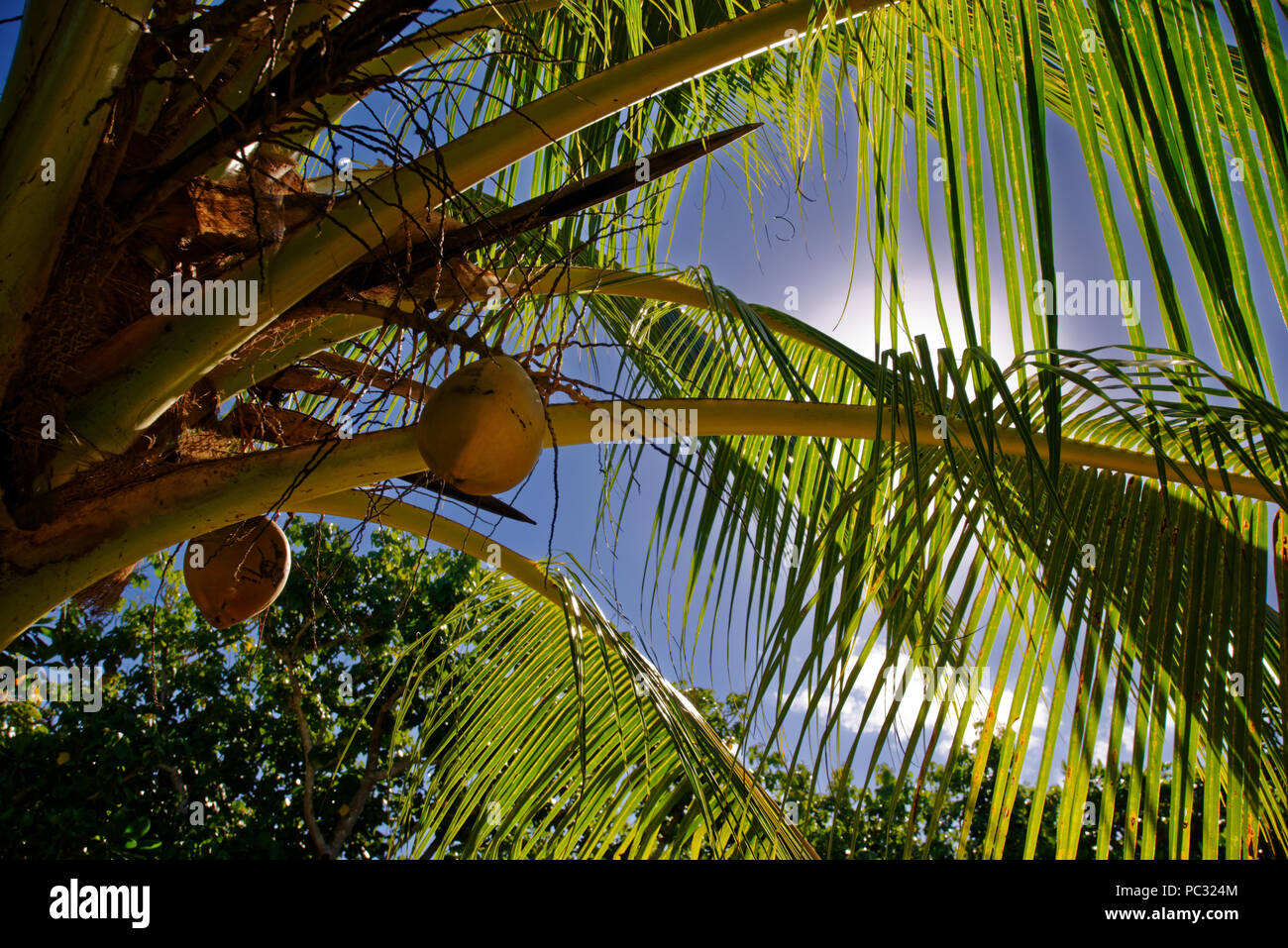 Pick coconuts hires stock photography and images Alamy