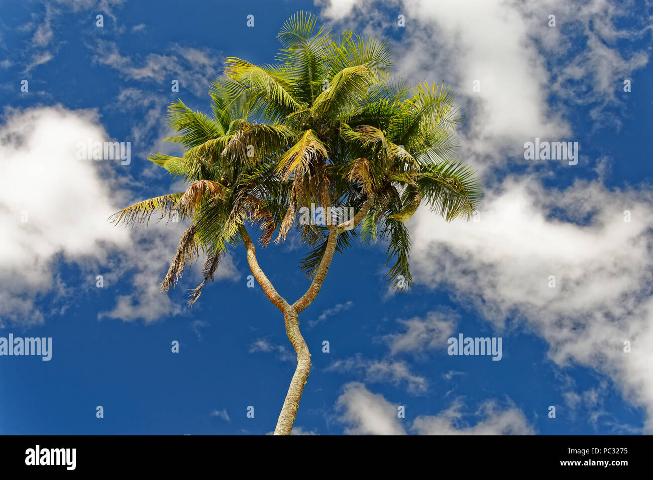 Coconut tree with two branch hires stock photography and images Alamy