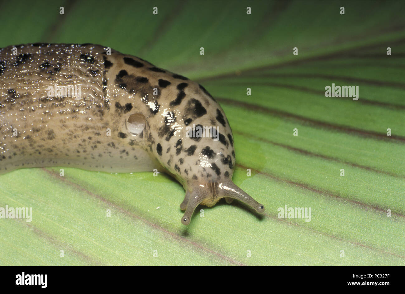 LEOPARD SLUG (LIMAX MAXIMUS) ON CANNA LEAF Stock Photo - Alamy