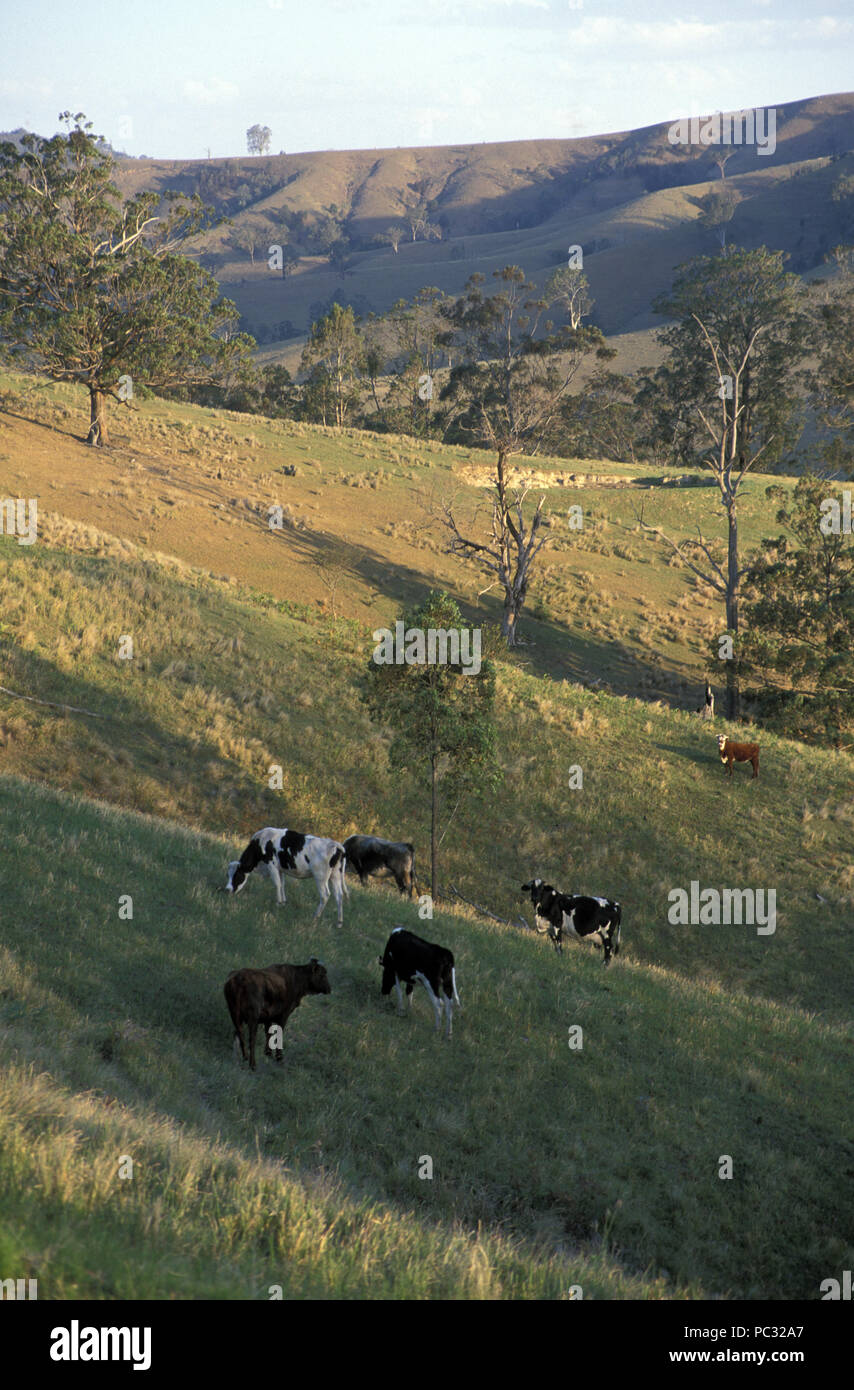 New south wales australia grazing hi-res stock photography and images ...