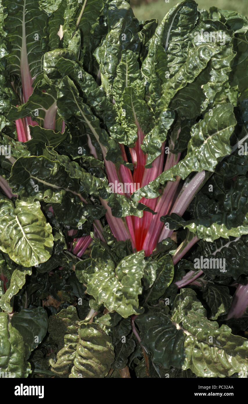 SPINACH GROWING (SPINACIA OLERACEA). Spinach (Spinacia oleracea) is an