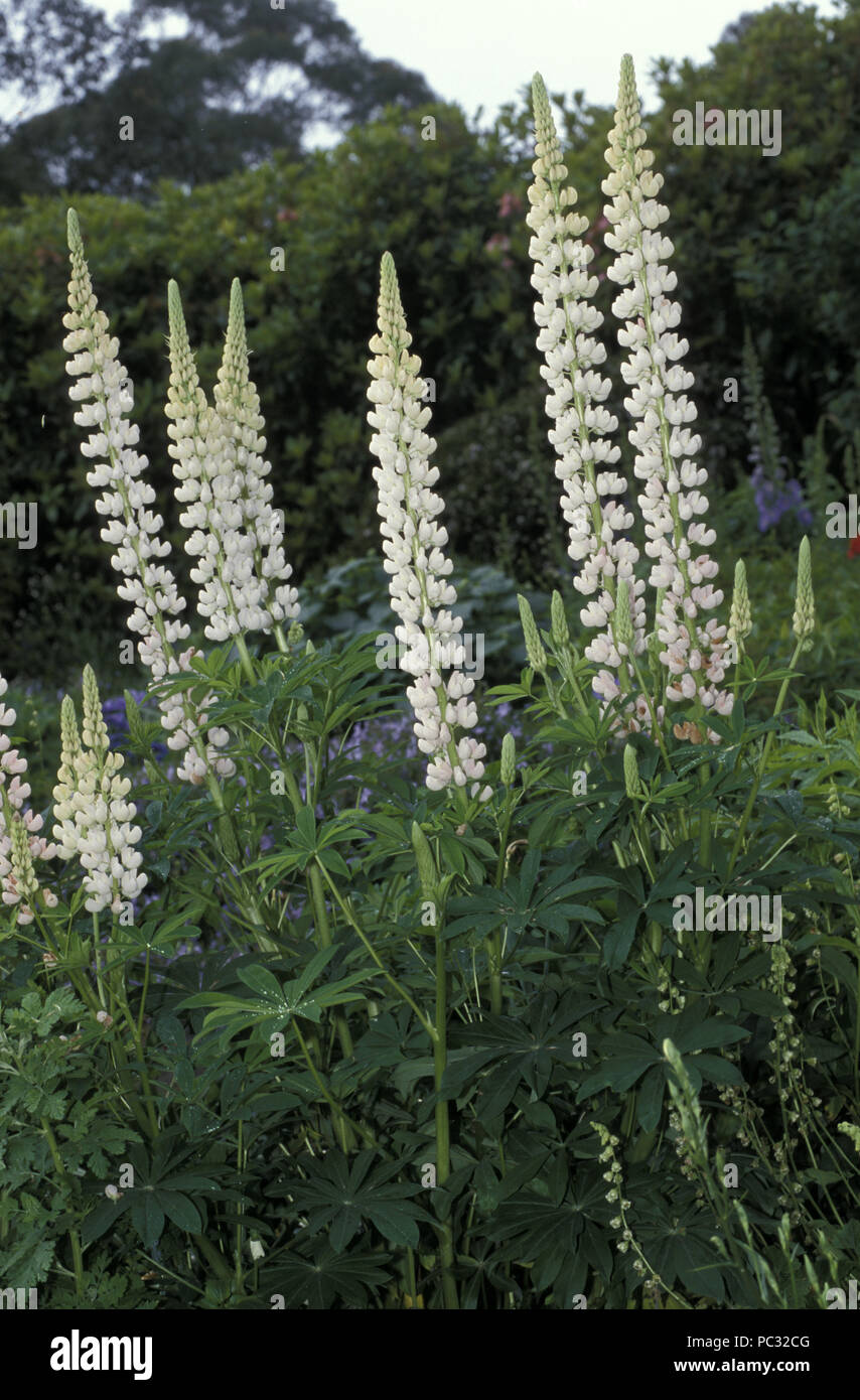 WHITE LUPIN FLOWERS (LUPINUS) GROWING IN A COTTAGE GARDEN Stock Photo