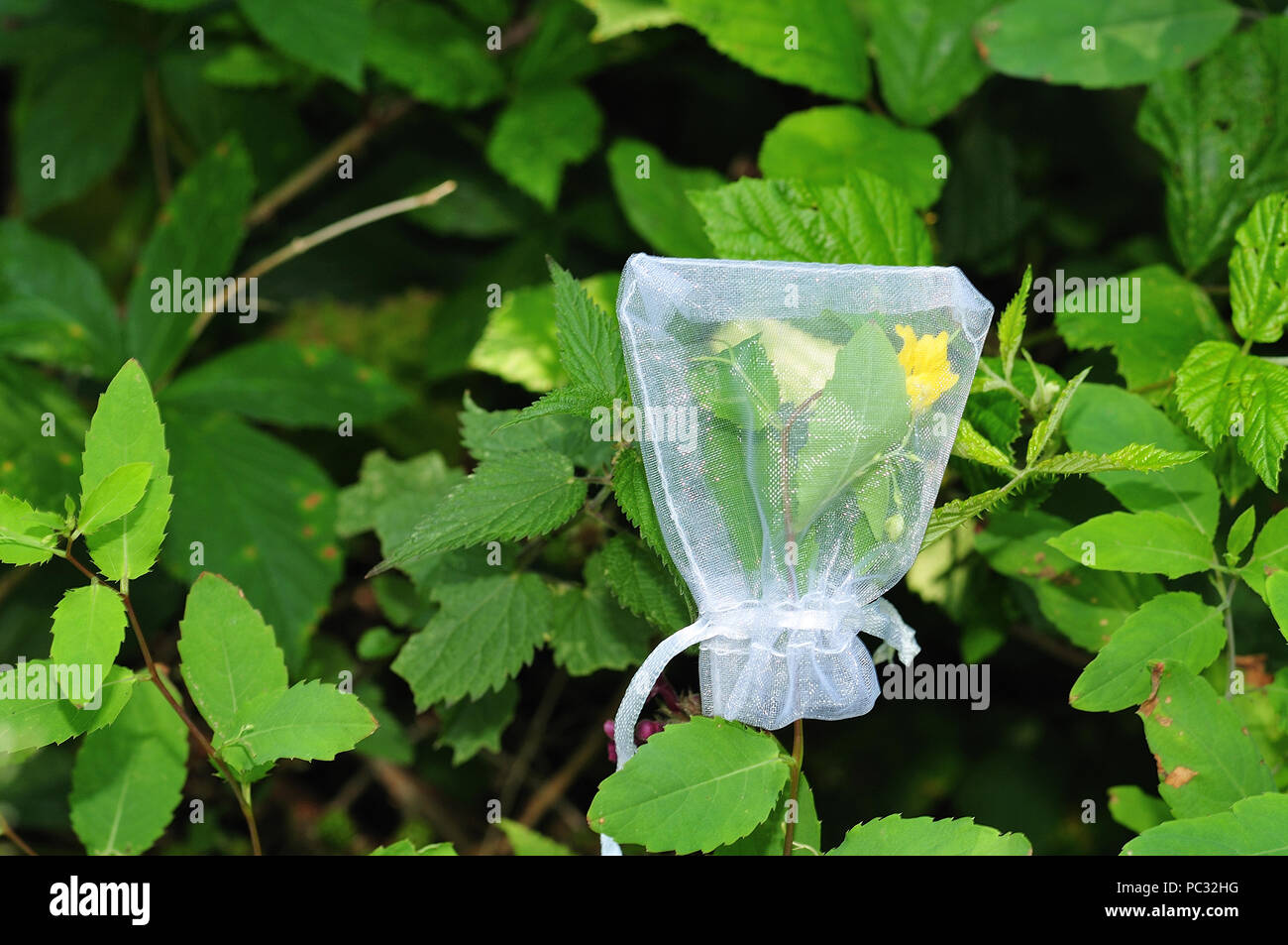 plastic web bag protecting flower of impatiens noli-tangere of pest and collecting seeds for biological research Stock Photo