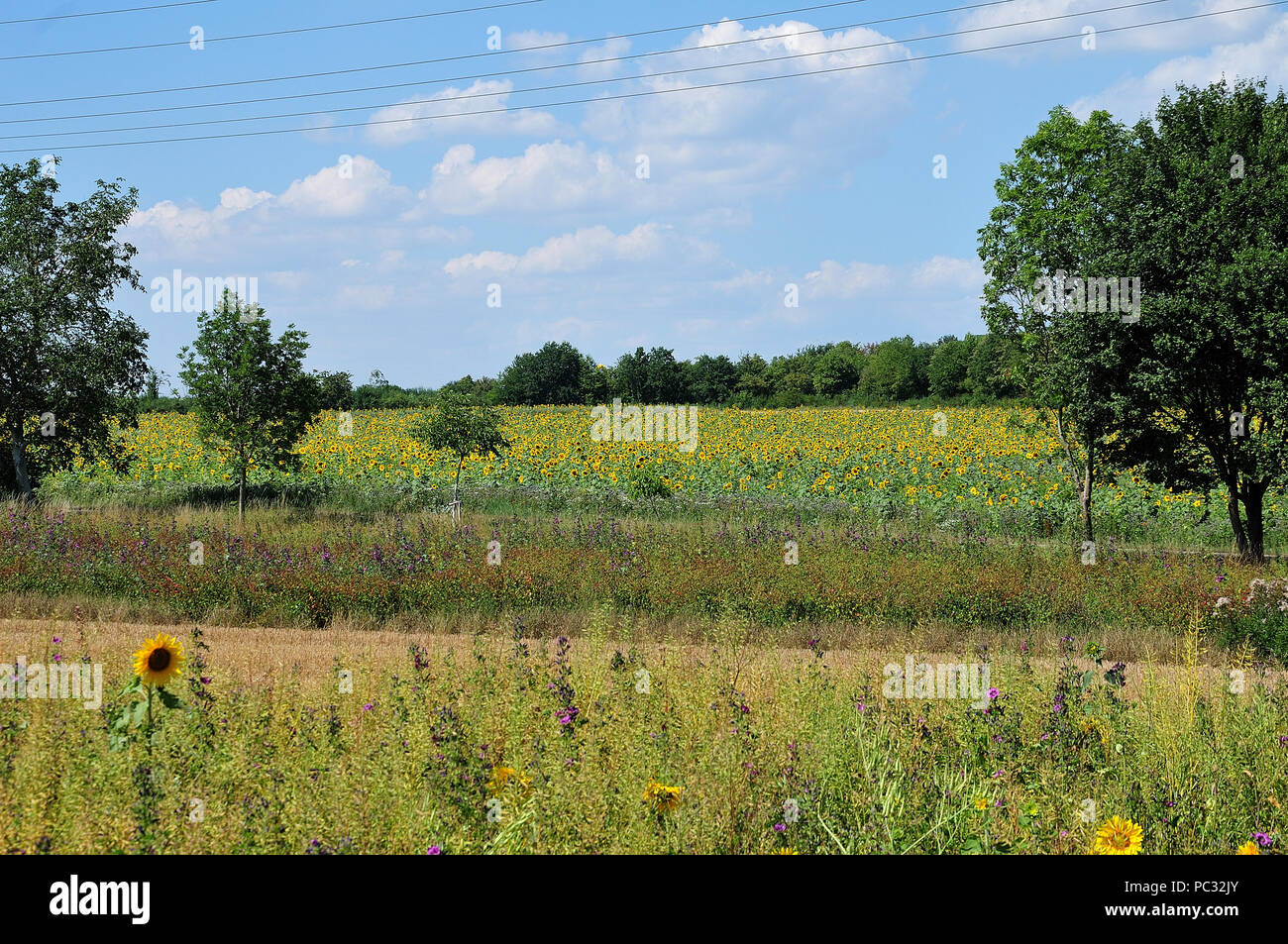 landscape on sunny summer day with trees and sunflower field and cables ...