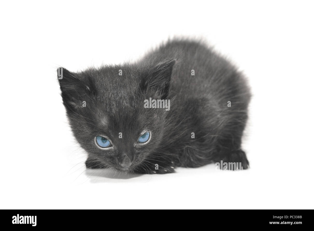 shy black kitten isolated on white Stock Photo - Alamy