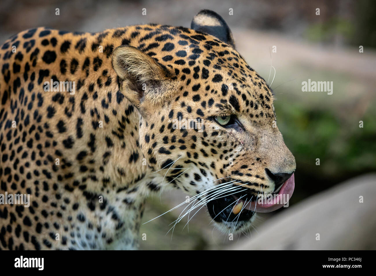 Ceylon leopard, Panthera pardus kotiya, Big spotted cat Stock Photo Alamy