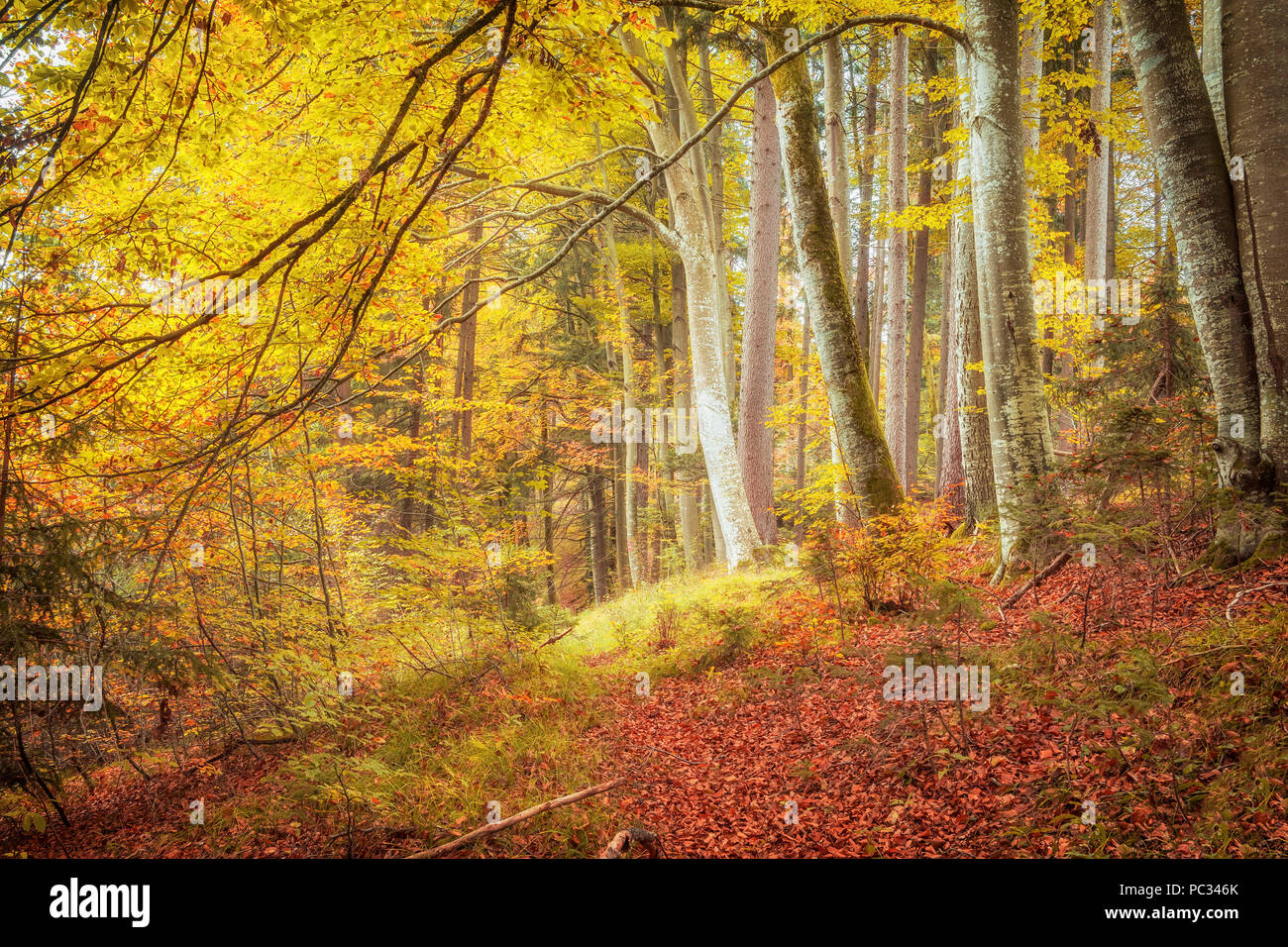 An image of a beautiful forest in autumn light Stock Photo