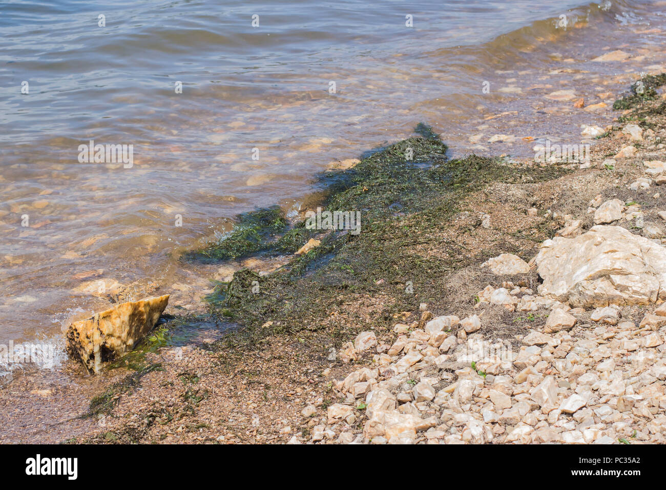 Elodea nuttallii gathered on the shore of fresh water lake Stock Photo