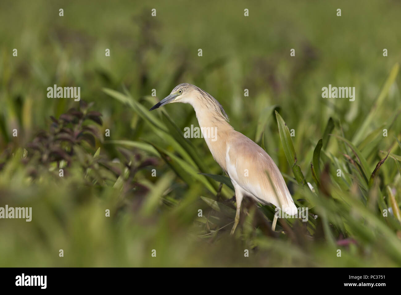 Squacco Heron (Ardeola ralloides) adult, breeding plumage, standing amongst aquatic vegetation, Danube Delta, Romania, June Stock Photo