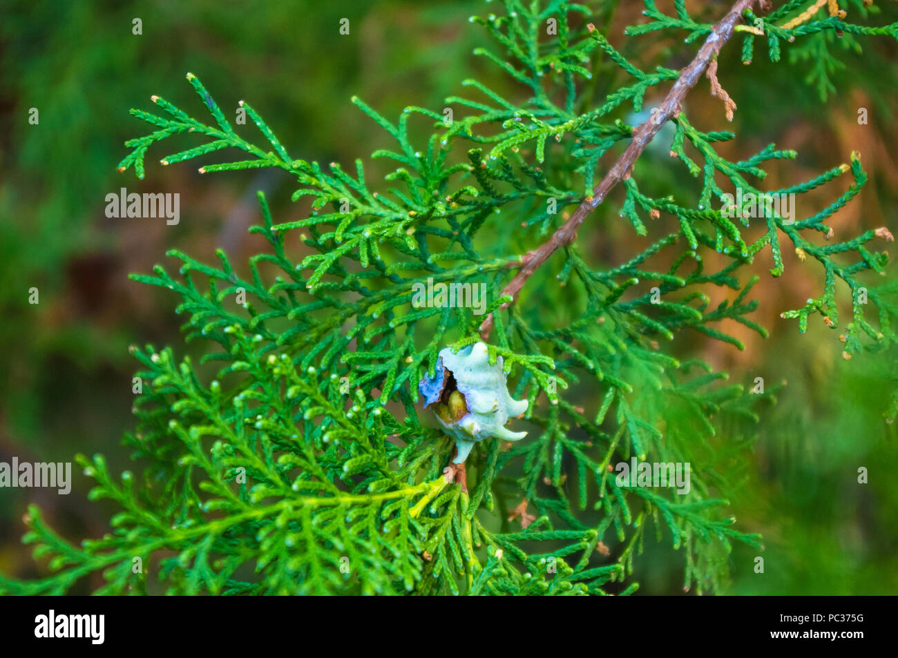 Incense cedar tree Calocedrus decurrens branch close up. Thuja cones