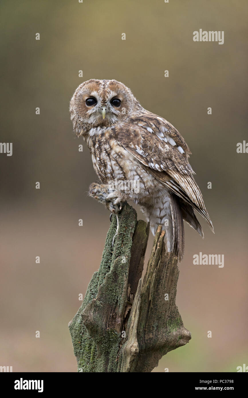 Tawny Owl (Strix aluco) adult, perched on stump with rodent prey, Suffolk, England, October, controlled subject Stock Photo