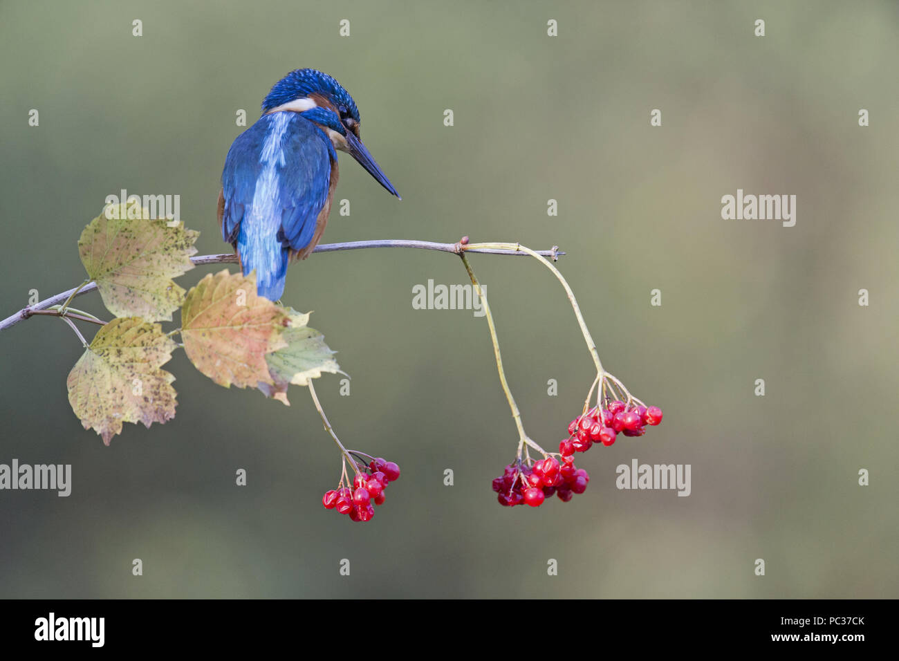 Common Kingfisher (Alcedo atthis) adult male, perched on Guelder Rose (Viburnum opalus) branch with berries, Suffolk, England, November Stock Photo