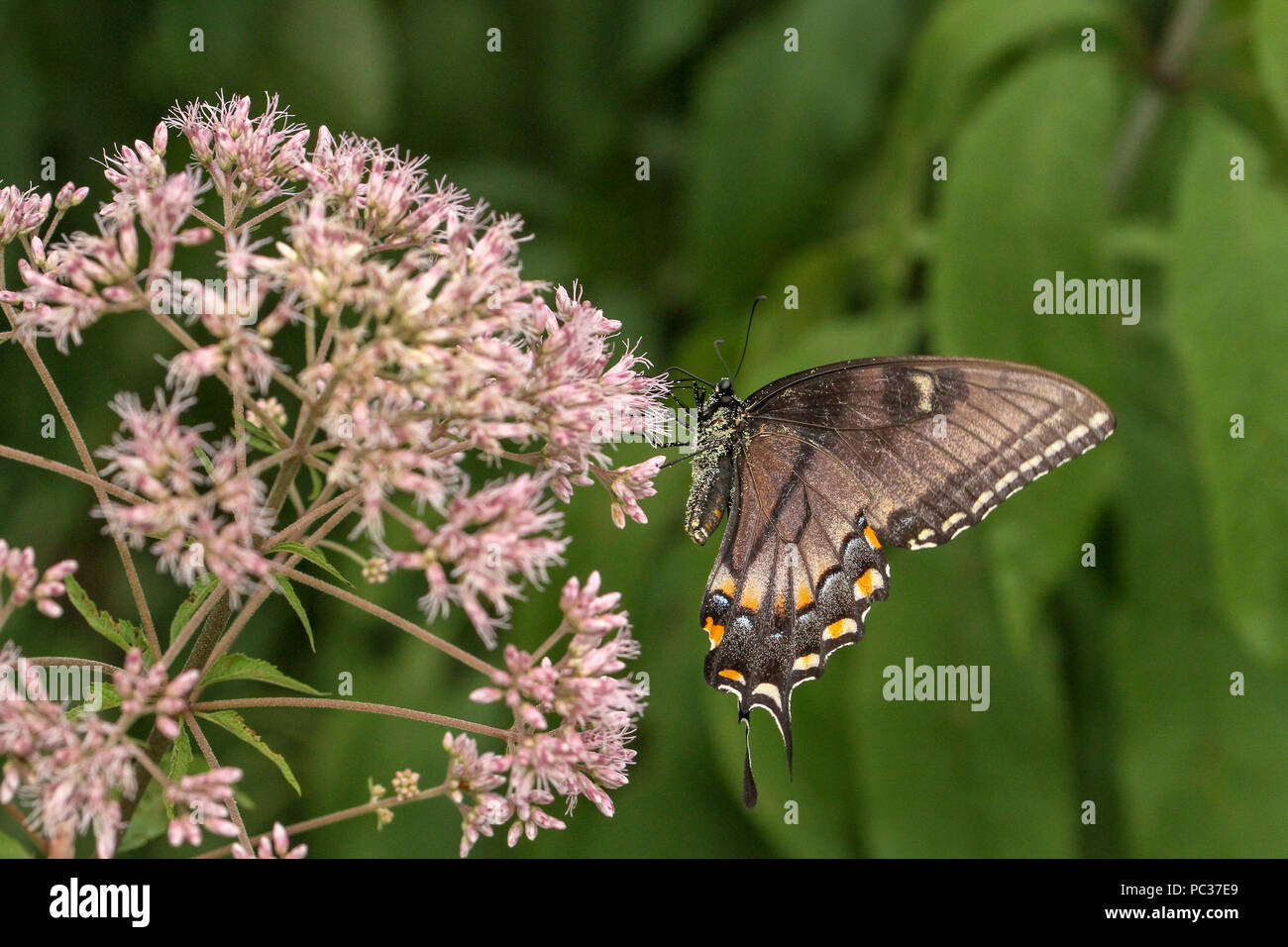 Eastern tiger swallowtail on Joe-pye weed Stock Photo