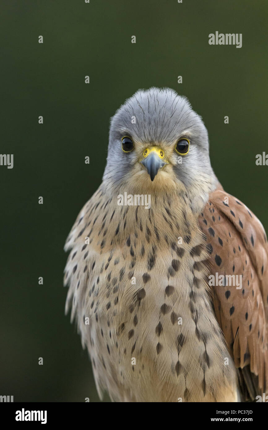 Common Kestrel (Falco tinnunculus) adult male, close up of head and chest, Suffolk, England, August, controlled subject Stock Photo