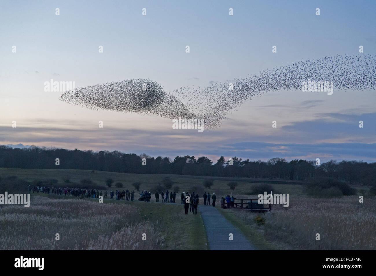 Crowd Flocking Flocking crowd hi-res stock photography and images - Alamy