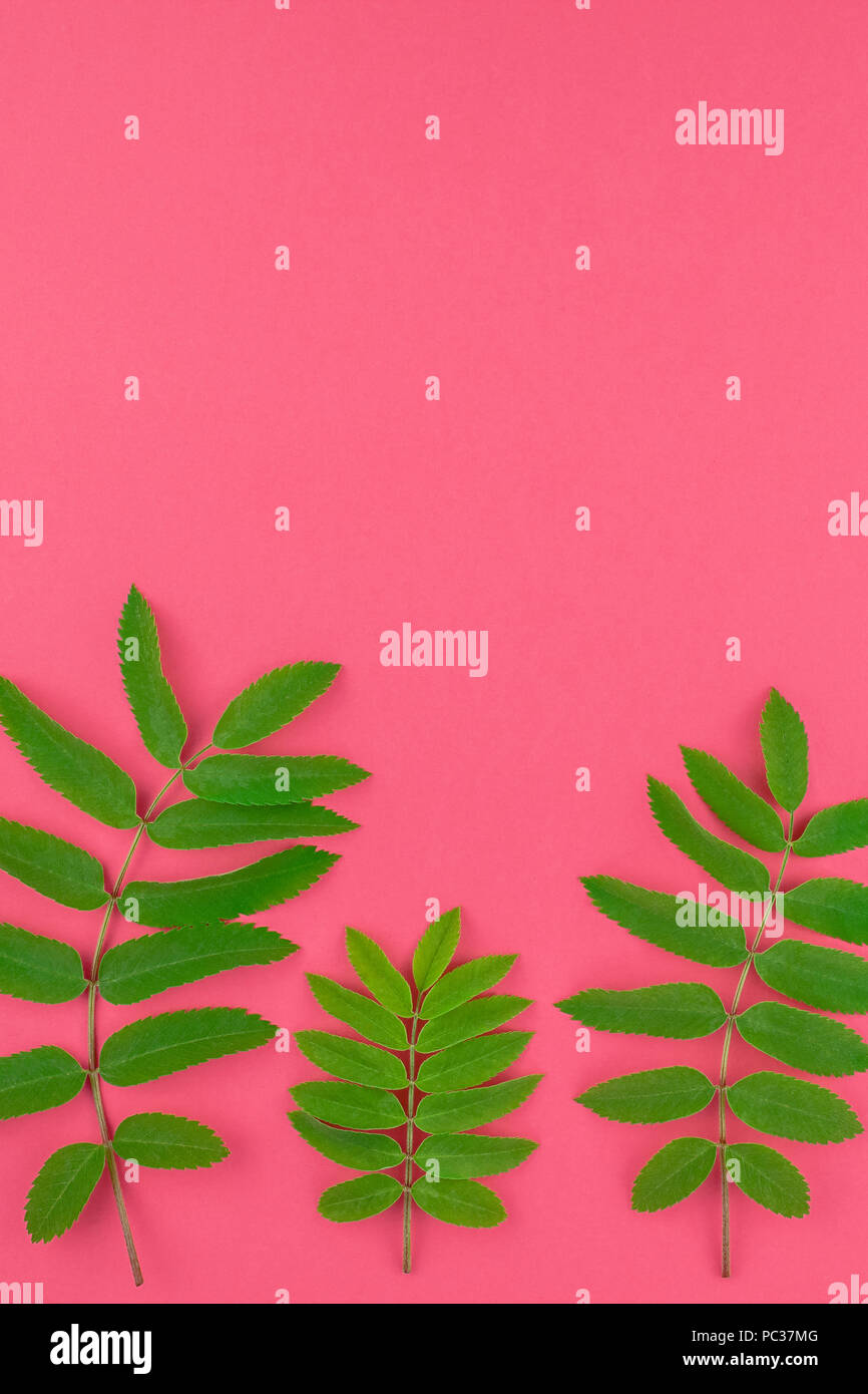 Creative flat lay top view pattern with fresh green rowan tree leaves ...