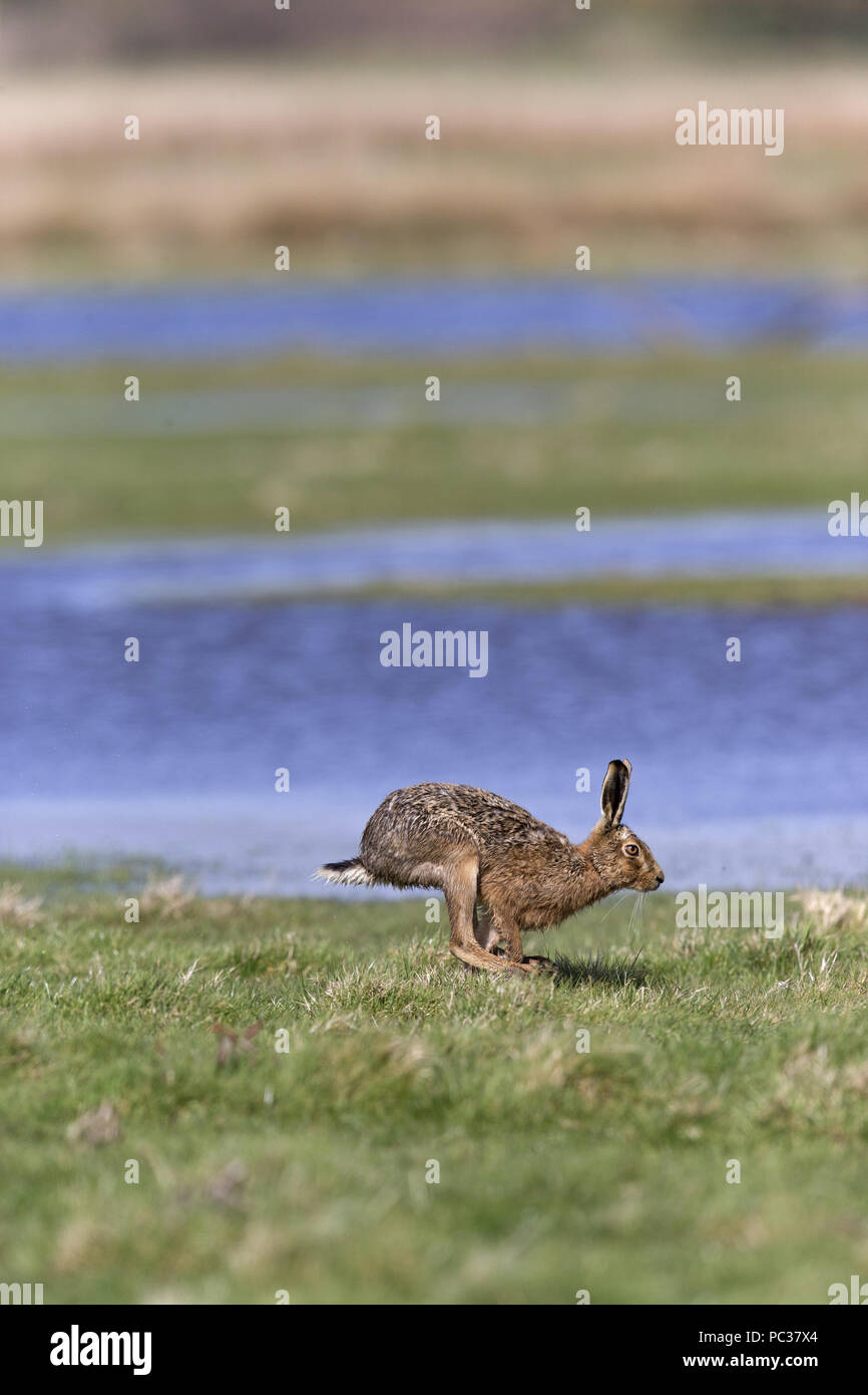 European Hare (Lepus europeaus) adult, running on grazing marsh, Suffolk, England, March Stock Photo