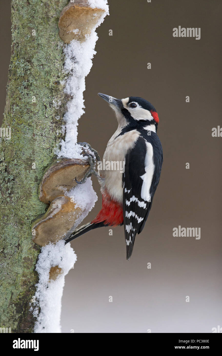 Great Spotted Woodpecker (Dendrocopos major) adult male, perched on snow covered trunk with fungi, Suffolk, England, UK, February Stock Photo