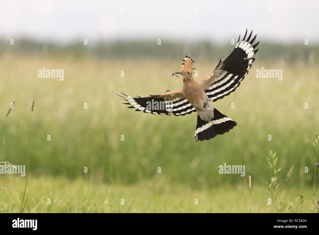 Eurasian Hoopoe (Upupa epops) adult, flying, with caterpillar in beak, Hortobagy N.P., Hungary, May Stock Photo