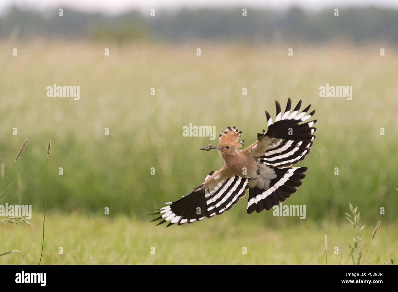 Eurasian Hoopoe (Upupa epops) adult, flying, with caterpillar in beak, Hortobagy N.P., Hungary, May Stock Photo