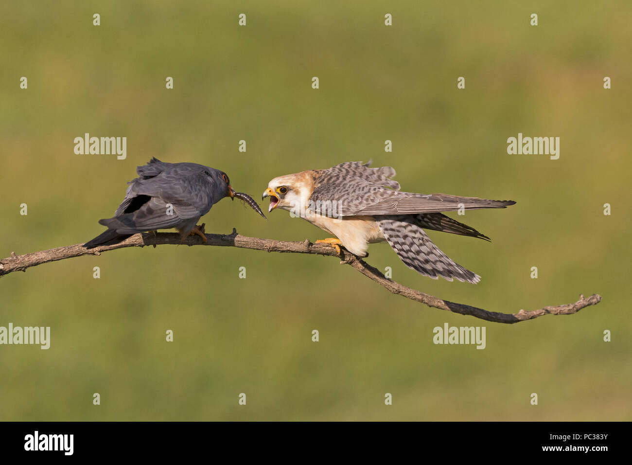 Red-footed Falcon (Falco vespertinus) adult pair, perched on twig, food passing, male feeding invertebrate prey to female, Hortobagy N.P., Hungary, Ma Stock Photo