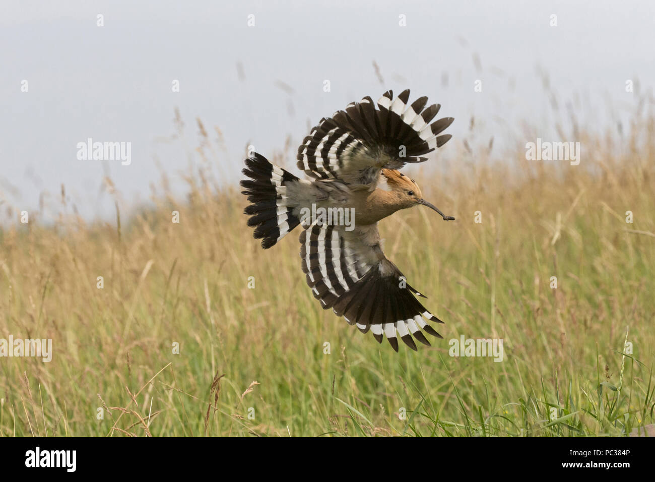 Eurasian Hoopoe (Upupa epops) adult, flying, with caterpillar in beak, Hortobagy N.P., Hungary, May Stock Photo
