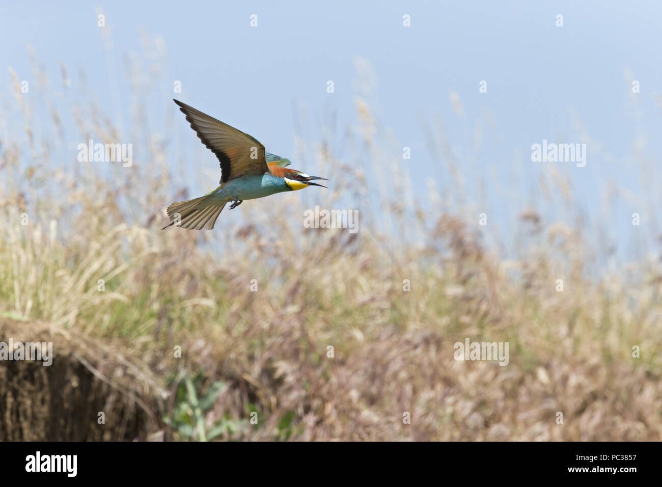 European Bee-eater (Merops apiaster) adult, flying, Hortobagy, Hungary, May Stock Photo