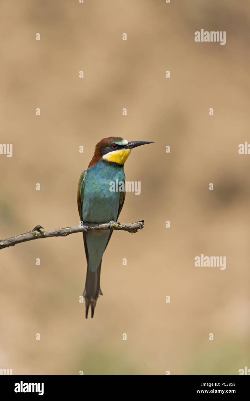 European Bee-eater (Merops apiaster) adult, perched on a branch, Hortobagy, Hungary, May Stock Photo