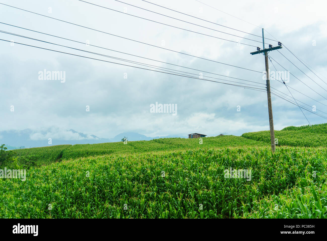 Electric pole in a field of green corn in a rainy season Stock Photo ...